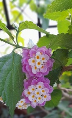 Lantana camara