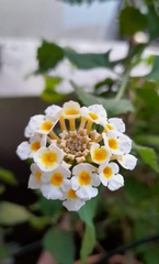 Lantana camara