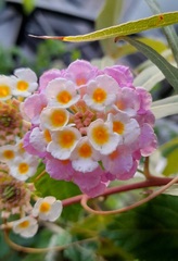 Lantana camara
