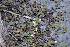 Pimelea oreophila