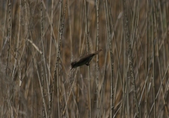 Acrocephalus dumetorum