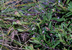 Veronica colostylis