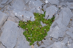 Celmisia bellidioides