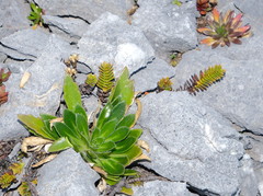 Pachycladon latisiliquum