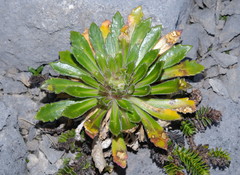 Pachycladon latisiliquum