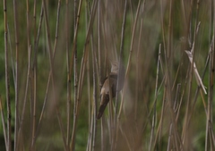 Acrocephalus dumetorum