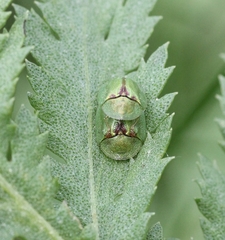 Cassida stigmatica