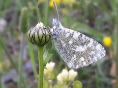 Euchloe simplonia