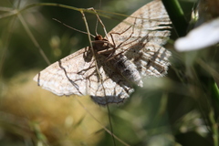 Idaea macilentaria