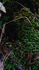 Marasmius crinis-equi