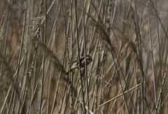 Acrocephalus dumetorum