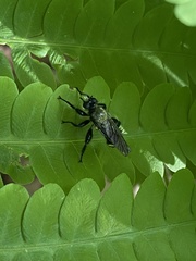 Laphria divisor