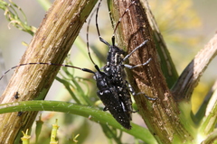 Agapanthia irrorata