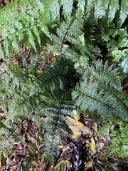 Polystichum silvaticum