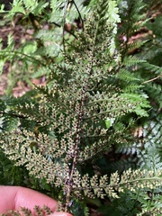 Polystichum silvaticum