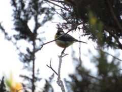 Cyanistes teneriffae teneriffae