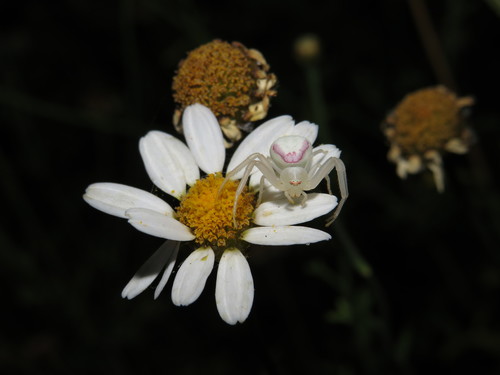 Misumena spinifera