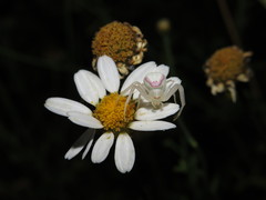 Misumena spinifera