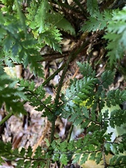 Polystichum silvaticum