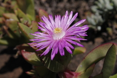 Ruschia promontorii