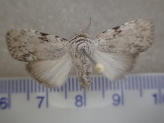 Barasa cymatistis