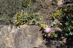 Ruschia promontorii