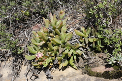 Ruschia promontorii