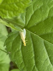 Alloperlini