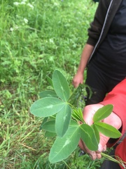 Trifolium hybridum