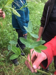 Trifolium hybridum
