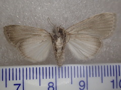 Barasa cymatistis