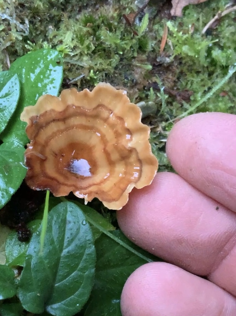 Wine Glass Fungus from Lower Hutt City, Wellington, New Zealand on June ...