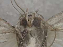 Barasa cymatistis