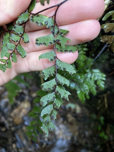 Image of Adiantum fulvum by no rights reserved