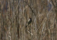 Acrocephalus dumetorum