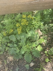 Patrinia scabiosifolia