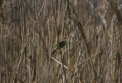 Acrocephalus dumetorum