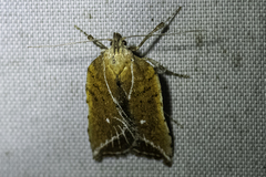 Arachnographa micrastrella