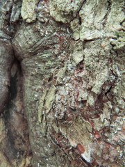 Cryptococcus fagisuga