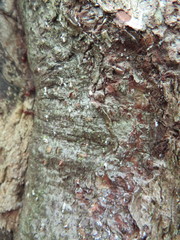 Cryptococcus fagisuga