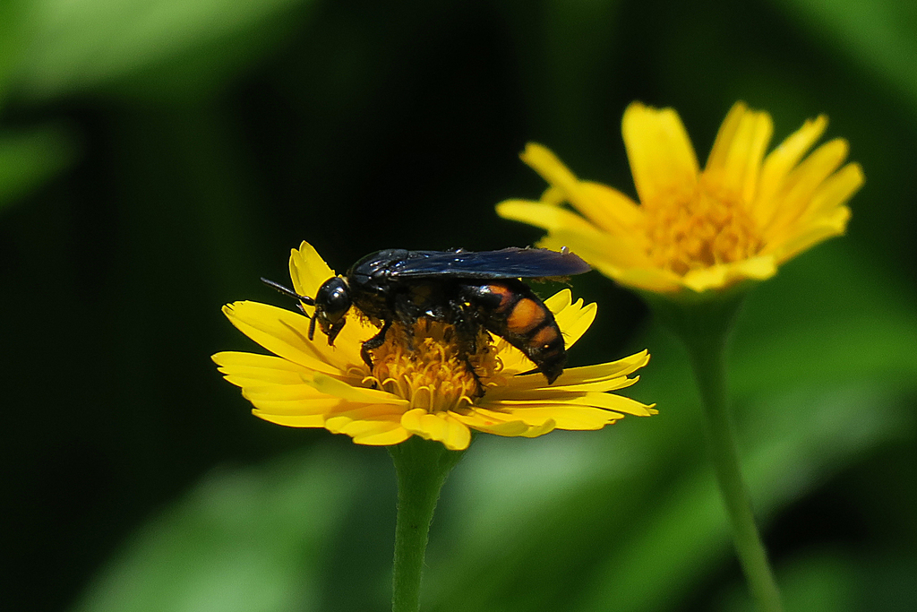 Scolia binotata