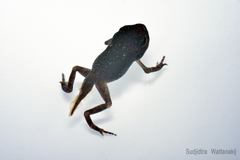 Duttaphrynus melanostictus