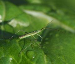 Megaloceroea recticornis