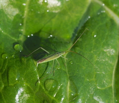 Megaloceroea recticornis