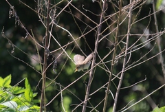 Acrocephalus dumetorum