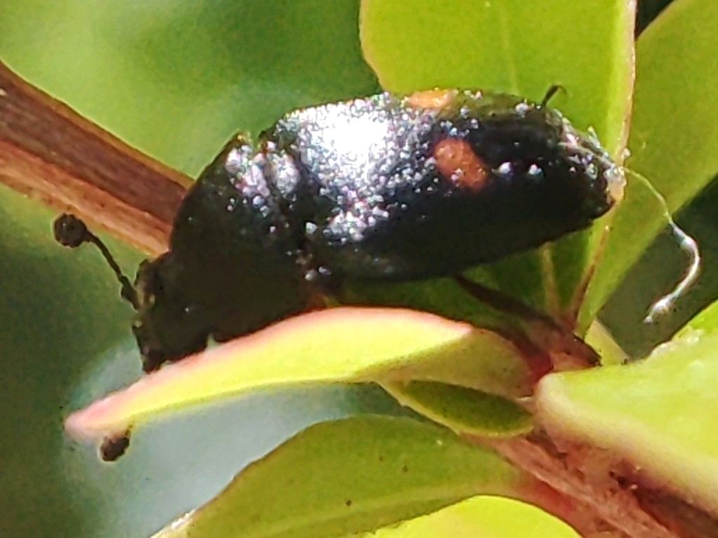 Two-spotted Carrion Beetle