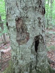 Cryptococcus fagisuga