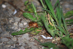 Rhizotrogus aestivus