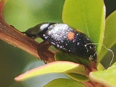 Nitidula bipunctata