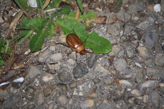 Rhizotrogus aestivus